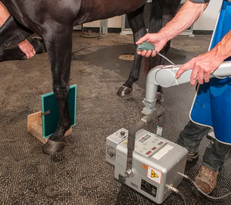 Horse getting a x-ray on its feet